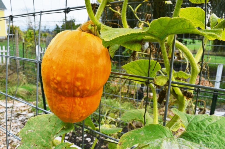 Simple Guide: How to Grow Pumpkins on a Trellis