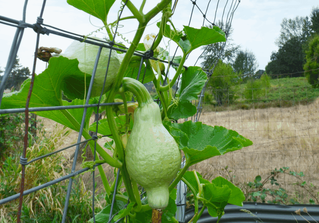 A green gourd pumpkins hang from an arch trellis in the garden