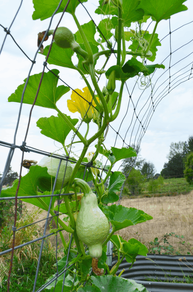 Pumpkin vines weave through an arch trellis with two gourds growing and yellow blossoms open.