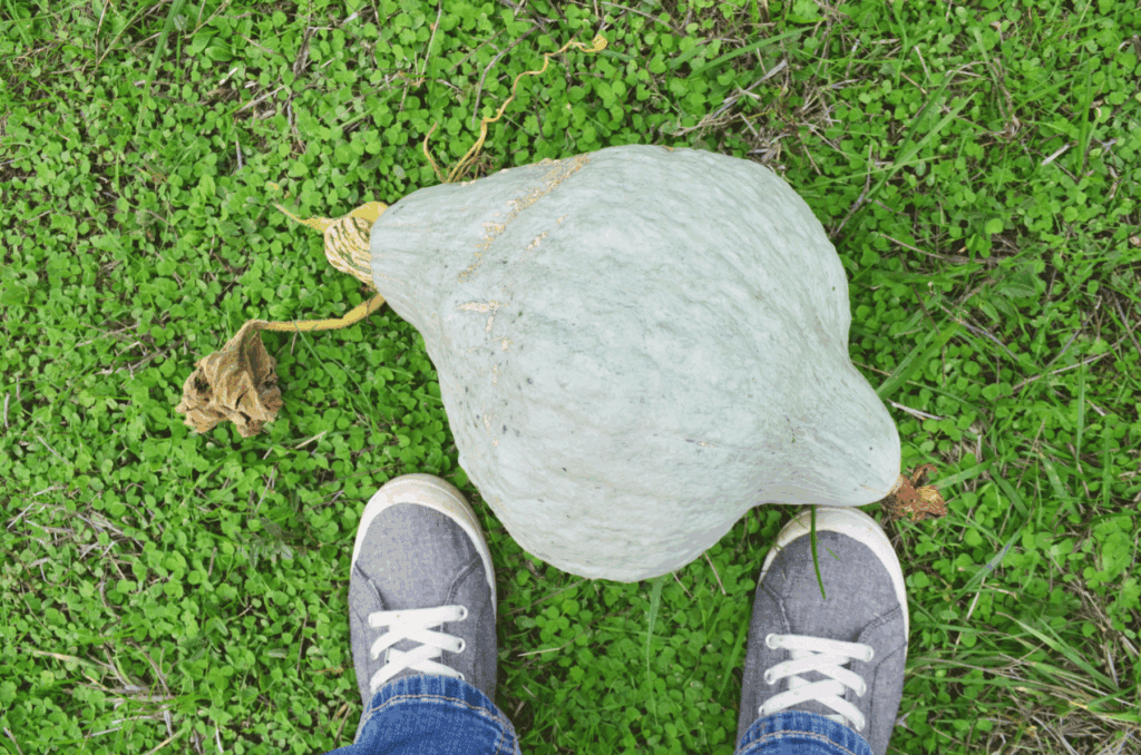 A large winter squash sits on the ground next to feet displaying the size of fruit that can successfully grow on a trellis