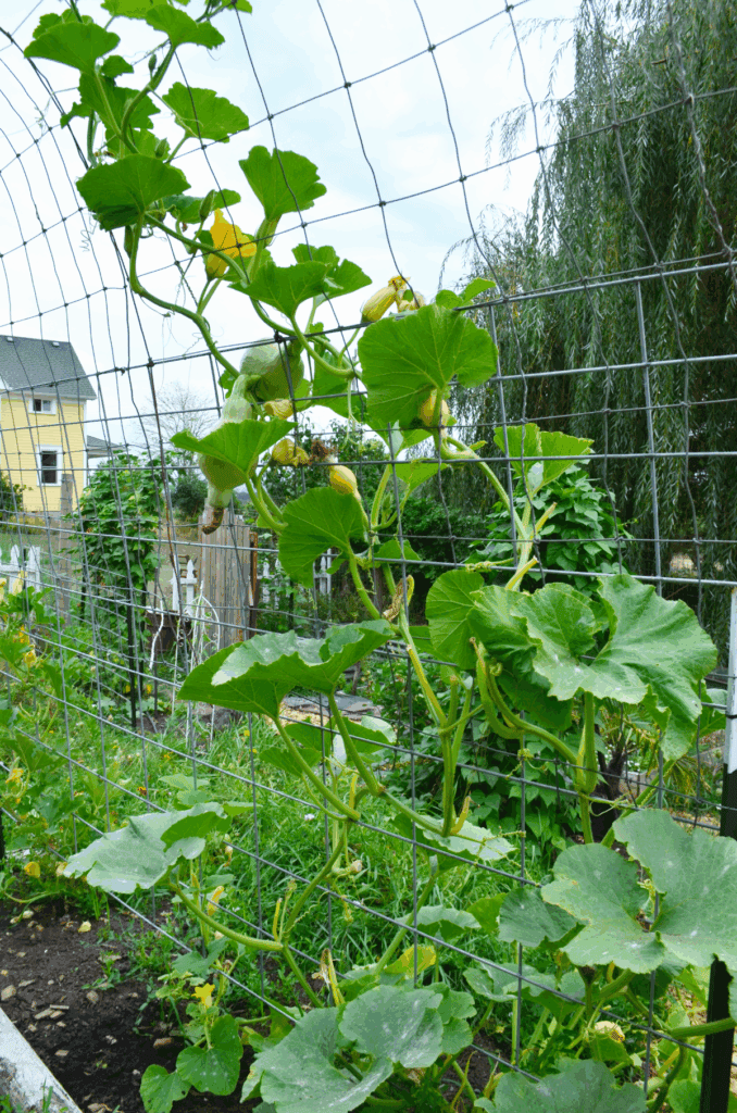 Young pumpkin vines weave through a tall trellis