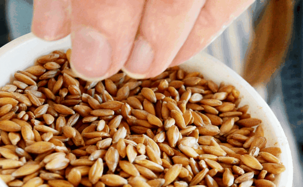 hands reach down to grab whole einkorn grain (Wheat berries) from a bowl.