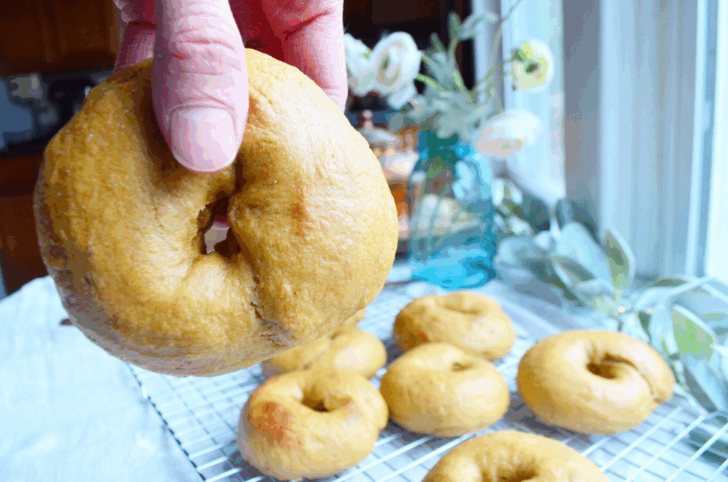 hands hold a toasty whole wheat sourdough einkorn bagel close to camera 