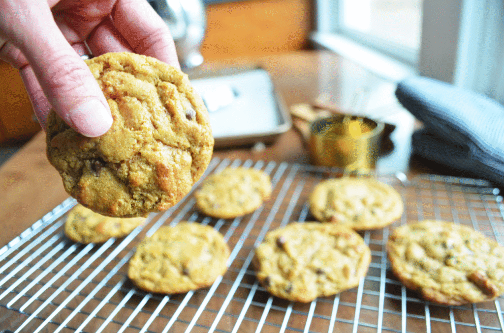 a hand hold a freshly baked einkorn chocolate chip cookie made with sourdough starter, other cookies cool on a rack in the background.