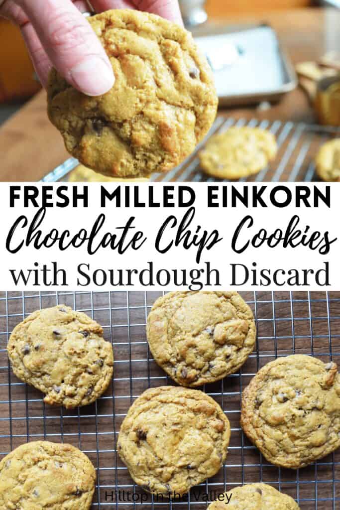 Sourdough Chocolate chip einkorn cookies fresh out of the oven.