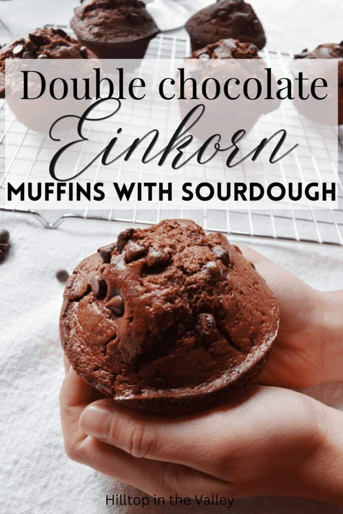 Pin showing small hands holding a fresh double chocolate muffin with mini chocolate chips sprinkled over the top.